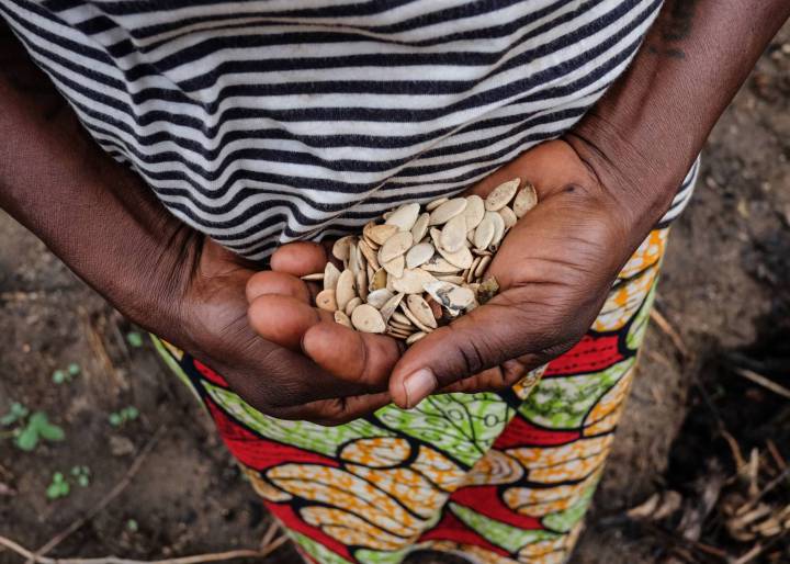 Nuevos retos para el Tratado de las Semillas Nuevos retos para el Tratado de las Semillas