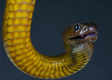 Bichos asesinos: la serpiente más venenosa del mundo Bichos asesinos: la serpiente más venenosa del mundo