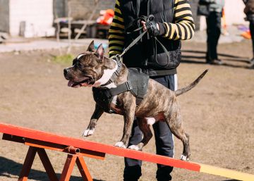 Holanda implanta el carné de amo de perro peligroso Holanda implanta el carné de amo de perro peligroso