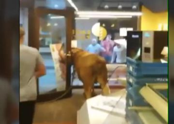 Una vaquilla se cuela en una panadería de Hernani durante un encierro Una vaquilla se cuela en una panadería de Hernani durante un encierro