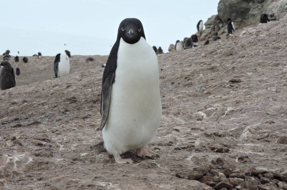 Pinguins-de-adélia