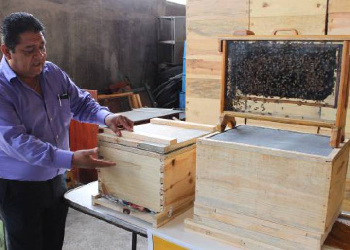 The silent but deadly trail of the Asian hornet in Spain The silent but deadly trail of the Asian hornet in Spain