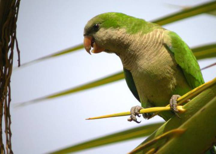 Monk parakeets now seen as a plague in major Spanish cities Monk parakeets now seen as a plague in major Spanish cities
