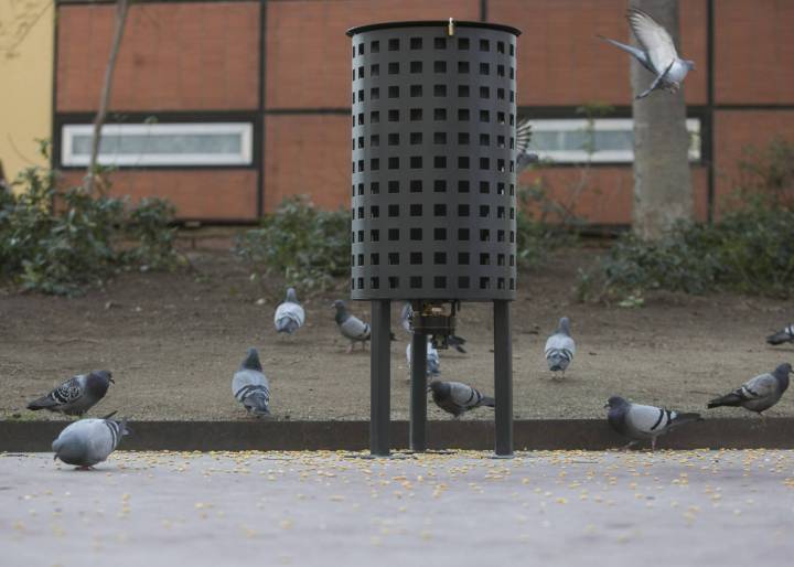 Barcelona to feed pigeons contraceptives in bid to slash numbers Barcelona to feed pigeons contraceptives in bid to slash numbers