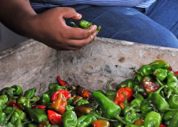 Lo que puede aprender España de la lucha contra el hambre en América Latina Lo que puede aprender España de la lucha contra el hambre en América Latina