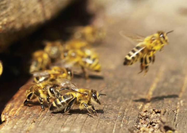 ¿Qué está ocurriendo con las abejas? ¿Qué está ocurriendo con las abejas?