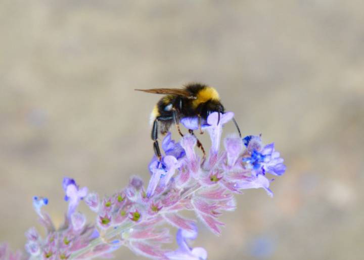 El mundo se queda sin abejorros El mundo se queda sin abejorros