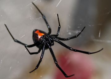 El morbo de la viuda negra El morbo de la viuda negra