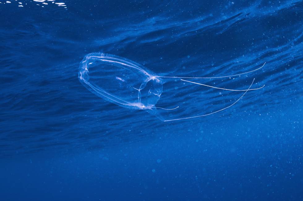 La pequeña Irukandji (Carukia barnesi), diminuta medusa responsable de una misteriosa enfermedad.