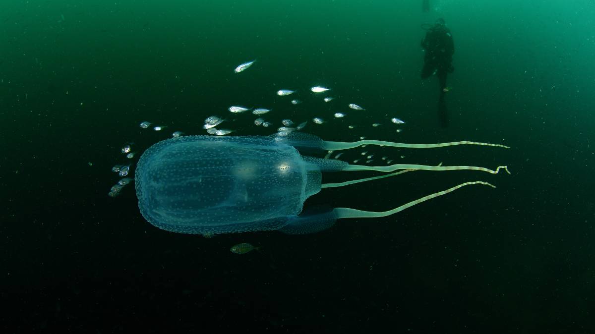 Ejemplar de cubomedusa australiana.