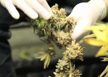 Nevada legaliza la marihuana recreativa Nevada legaliza la marihuana recreativa
