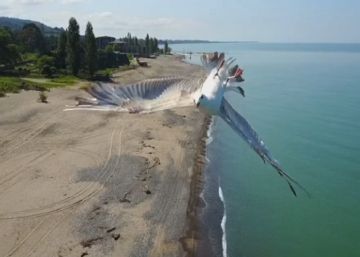 Así esquiva una gaviota un dron en el último segundo