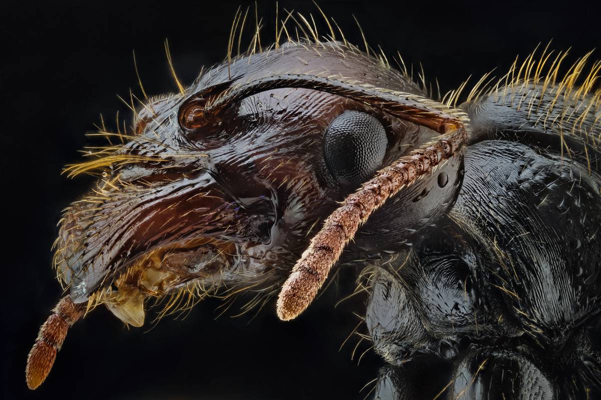 Macrofotografía extrema: Lo que el ojo no ve