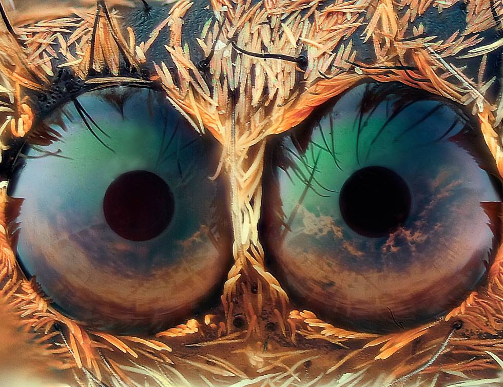 Ojos de araña. Apilado de 261 fotos. Ampliación 15,5x
