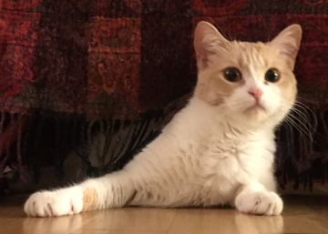 ¿Enseñaron los egipcios a los gatos a dominar el mundo?