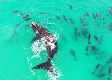 Una ballena juega con una manada de delfines en Australia