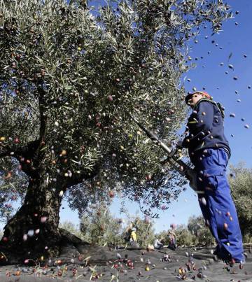 The olive industry is crucial to the economy of southern Spain's Andalusia region.