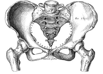 ‘Incurabilis’ ‘Incurabilis’
