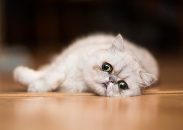 gato comida