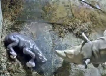 El zoo de Cincinnati celebra el nacimiento de un rinoceronte en peligro de extinción El zoo de Cincinnati celebra el nacimiento de un rinoceronte en peligro de extinción