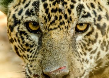 Cientistas brasileiros conseguem esclarecer a origem dos grandes felinos