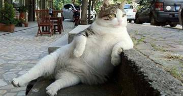 ‘Mía’ y la ciudad donde los gatos tienen su imperio