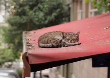 ‘Mía’ y la ciudad donde los gatos tienen su imperio ‘Mía’ y la ciudad donde los gatos tienen su imperio