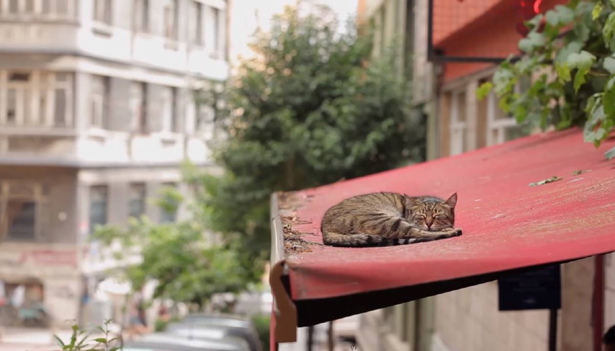 ‘Mía’ y la ciudad donde los gatos tienen su imperio