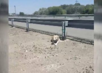 Rescatado un perro atado a un quitamiedos en Córdoba a 40º Rescatado un perro atado a un quitamiedos en Córdoba a 40º