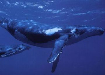 Lo nunca visto en una ballena jorobada: usa las aletas para impulsarse Lo nunca visto en una ballena jorobada: usa las aletas para impulsarse