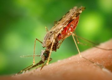 Una investigación española trata de frenar la malaria antes de que el mosquito la transmita Una investigación española trata de frenar la malaria antes de que el mosquito la transmita