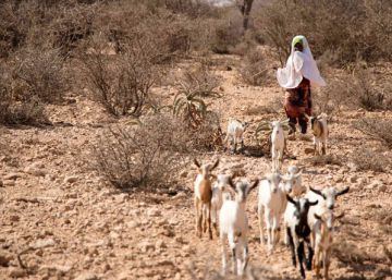 Los refugiados climáticos de Somalia ya no pueden esperar mucho más