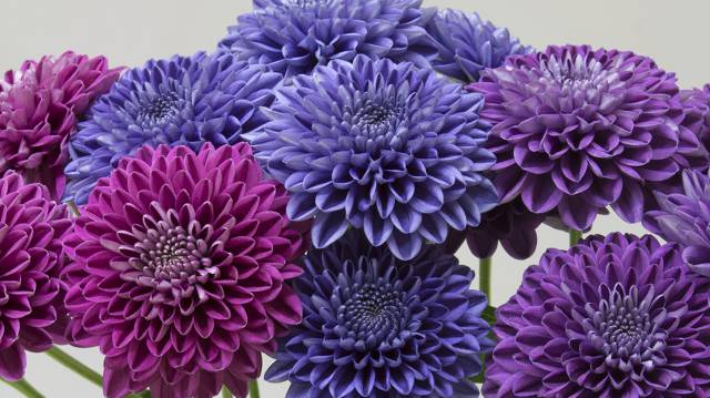 Crisantemos transgénicos azules y violetas.
