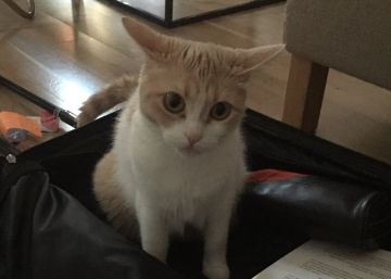 ¿Qué se lleva un gato de vacaciones? Esta es la maleta de ‘Mía’ ¿Qué se lleva un gato de vacaciones? Esta es la maleta de ‘Mía’