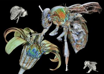 Una abeja como nunca la habías visto Una abeja como nunca la habías visto