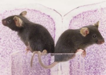 Científicos desatan a míster Hyde en el cerebro de los ratones Científicos desatan a míster Hyde en el cerebro de los ratones