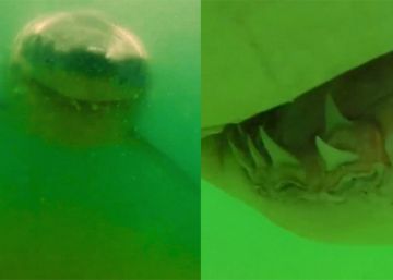 Primer plano inesperado de la mordida de un tiburón blanco Primer plano inesperado de la mordida de un tiburón blanco