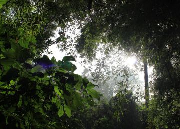Los humanos llevan 45.000 años talando el bosque tropical Los humanos llevan 45.000 años talando el bosque tropical