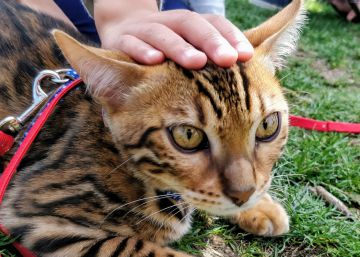 El día que los gatos se adueñaron del parque El día que los gatos se adueñaron del parque