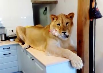 Una familia tiene un león como mascota en Olot Una familia tiene un león como mascota en Olot