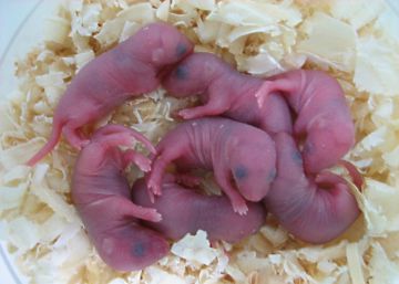 Reprogramação celular permite que animais estéreis tenham filhos