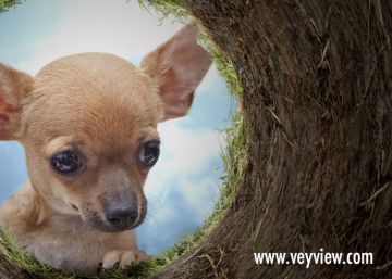Una red social para los amantes de los animales Una red social para los amantes de los animales