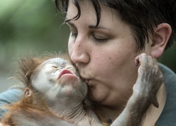 El planeta de los animales