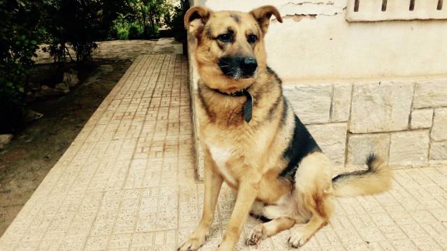 El lenguaraz ‘Mateo’ en busca de la casa perdida