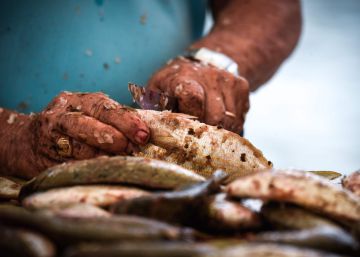 Peces y microplásticos: una atracción fatal Peces y microplásticos: una atracción fatal