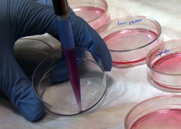 Una terapia génica revierte la diabetes tipo II y la obesidad en ratones