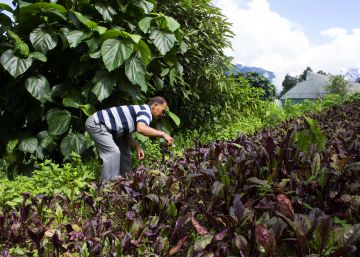 Sikkim: el paraíso orgánico de la India Sikkim: el paraíso orgánico de la India