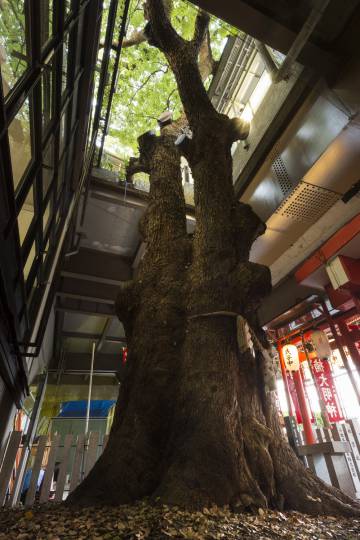 El árbol sagrado de la estación