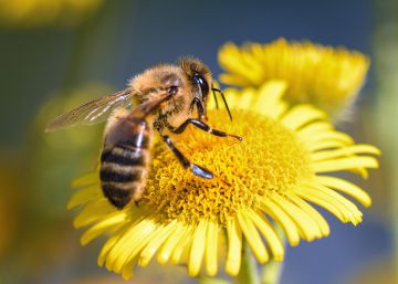 El secreto de la polinización se halla en el cuerpo de las abejas El secreto de la polinización se halla en el cuerpo de las abejas