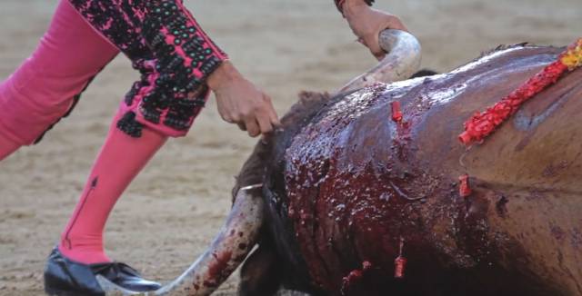 A scene from 'Tauromaquia' by Jaime Alekos